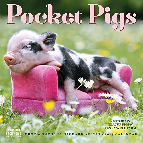Product Cover Pocket Pigs Wall Calendar 2019: The Famous Teacup Pigs of Pennywell Farm