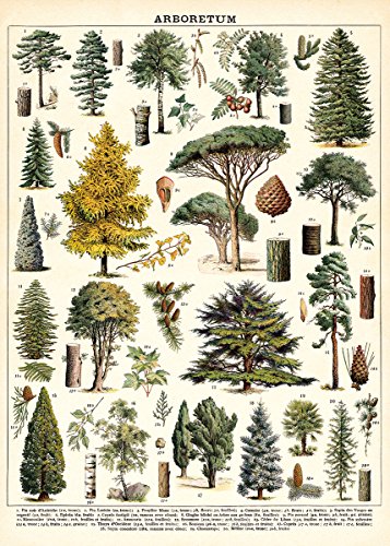 Product Cover Cavallini Decorative Wrap Poster, Arboretum, 20 x 28 inch Italian Archival Paper (WRAP/Tree)