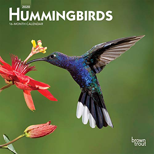 Product Cover Hummingbirds 2020 7 x 7 Inch Monthly Mini Wall Calendar, Animals Wildlife Birds