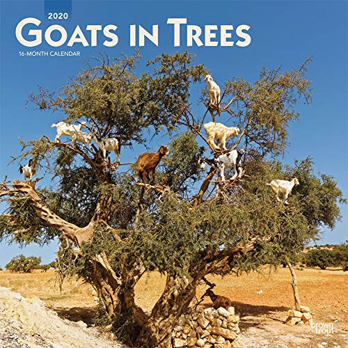 Product Cover Goats in Trees 2020 12 x 12 Inch Monthly Square Wall Calendar, Domestic Funny Farm Animals