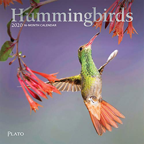Product Cover Hummingbirds 2020 7 x 7 Inch Monthly Mini Wall Calendar with Foil Stamped Cover by Plato, Animals Wildlife Birds