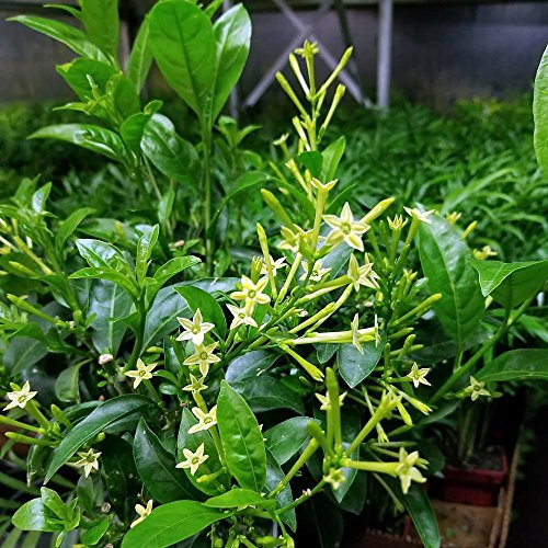 Product Cover Ohio Grown Night Blooming Jasmine Plant - Cestrum nocturnum - 4
