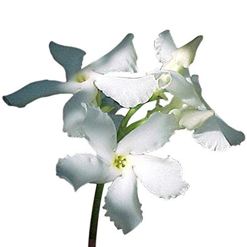 Product Cover Asiatic Star Jasmine Plant -Trachelosperumum - FRAGRANT - 2.5