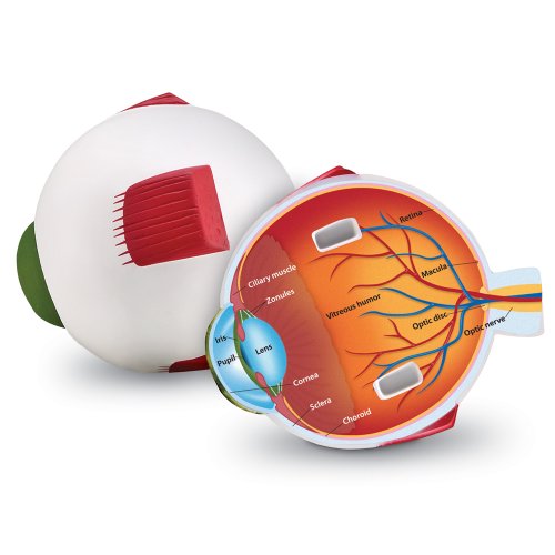 Product Cover Learning Resources Cross-Section Human Eye Model, Biology, Scientific Vocabulary, Classroom Accessories, Measures 5″ in diameter. Grades 2+, Ages 7+
