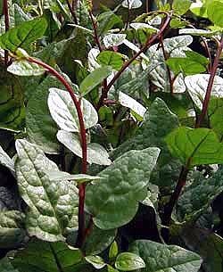 Product Cover Climbing Malabar Spinach 60 Seeds - Ornamental/Edible