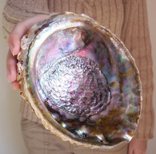 Product Cover An Island Girl Large Rainbow Abalone Seashell