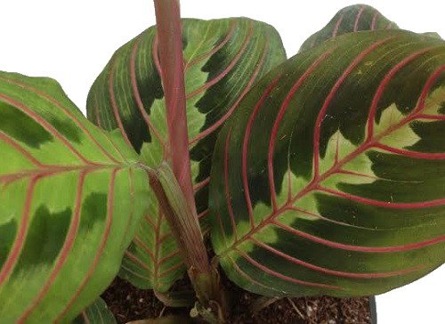 Product Cover Shop Succulents | Maranta Red 'Prayer Plant', Naturally Air Purifying House Plant, Easy Care, Live Indoor House Plant in 4
