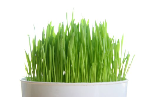 Product Cover Todd's Seeds, Wheatgrass Seeds, One Pound, Cat Grass Seeds, Hard Red Wheat