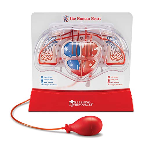 Product Cover Learning Resources Pumping Heart Model, Teaching Aid, Classroom Multi-Sensory Demonstration Set, Ages 8+