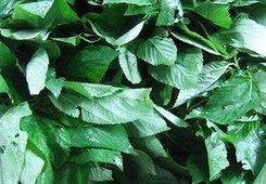 Product Cover Saluyot Seeds (also known as Jute Leaf Mallow, Jew's Mallow, Egyptian Spinach, Melokhiya, Molokhia, Mulukhiyah, Corchorus, Nalta, and Bush Okra)