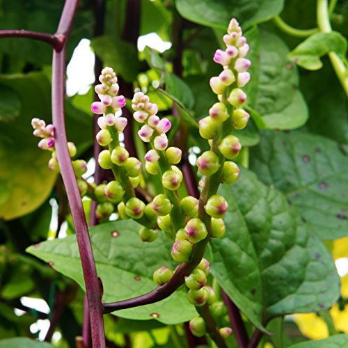 Product Cover Outsidepride Malabar Spinach Seeds - 100 Seeds
