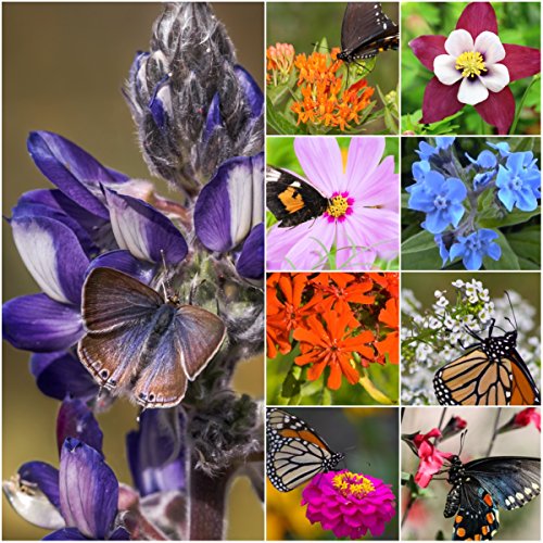 Product Cover Package of 30,000 Seeds, Bird and Butterfly Wildflower Mixture (100% Pure Live Seed) Non-GMO Seeds by Seed Needs ...