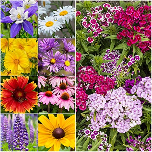 Product Cover Package of 30,000 Seeds, Perennial Wildflower Mixture (100% Pure Live Seed) Non-GMO Seeds by Seed Needs