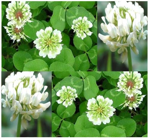 Product Cover 10,000 White Dutch Clover Seeds Nectar Source for Bees and Butterflies ~Fragrant