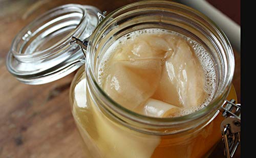 Product Cover 1 X Organic Kombucha Scoby - Live Culture by Scoby Kombucha