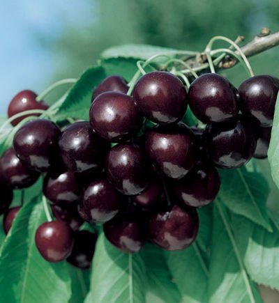 Product Cover Sweet Black Tartarian Cherry Tree Seeds - 20 Cherry Seeds - Qualityseeds4less Exclusive
