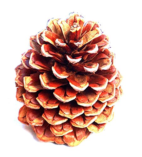 Product Cover 24 Plus New Pinecones 3