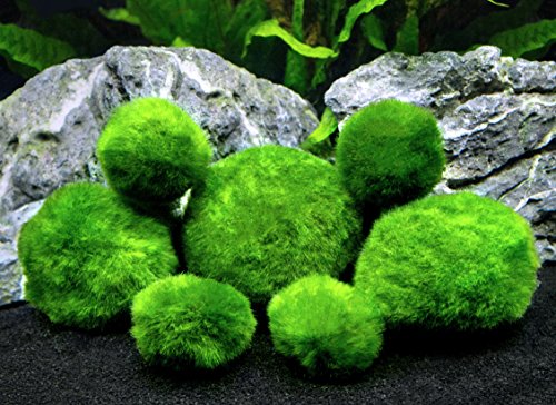 Product Cover 6 Marimo Moss Ball Variety Pack - 4 Different Sizes of Premium Quality Marimo from Giant 2.25 Inch to Small 1 Inch - World's Easiest Live Aquarium Plant - Sustainably Harvested and All-Natural