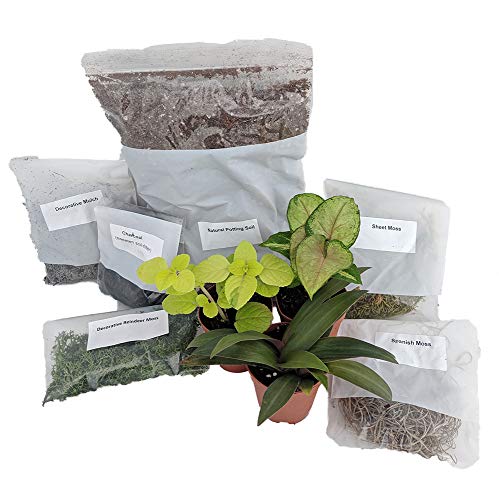 Product Cover Terrarium/Fairy Garden Kit with 3 Plants - Create Your Own Living Terrarium