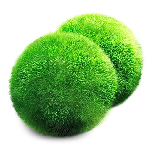 Product Cover Luffy Giant Marimo Moss Balls, Aquarium Decor or a Perfect Heirloom Gift, Symbolize Eternal Love, Good Luck Charm, Loved by Aquarium Pets, 2-Piece
