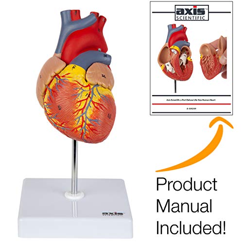 Product Cover Axis Scientific Heart Model, 2-Part Deluxe Life Size Human Heart Replica with 34 Anatomical Structures, Held Together with Magnets, Includes Mounted Display Base, Detailed Product Manual and Warranty