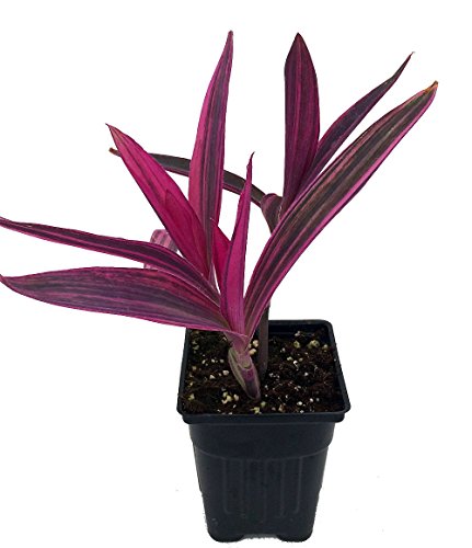 Product Cover Variegated Purple Heart Plant - Setcreasea - Indoors or Out - Easy - 4