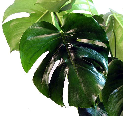 Product Cover Split Leaf Philodendron 6