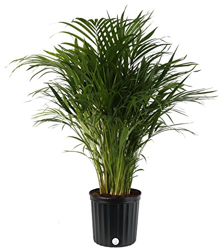 Product Cover Costa Farms Areca Butterfly Palm Tree, Live Indoor Plant, 3 to 4-Feet Tall, Ships in Grow Pot, Fresh From Our Farm, Excellent Gift