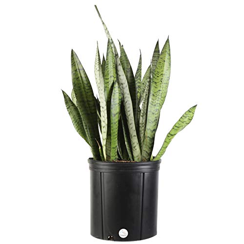 Product Cover Costa Farms Snake Plant, Sansevieria zeylanica, Live Indoor Plant, 2 to 3-Feet Tall, Ships in Grow Pot, Fresh From Our Farm, Excellent Gift