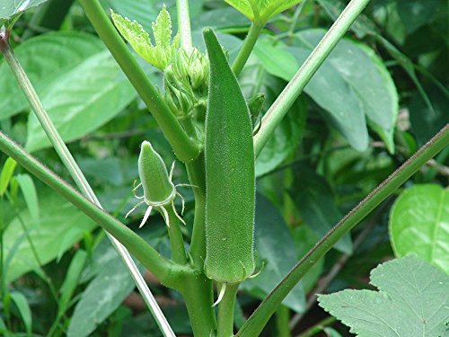 Product Cover 100 Clemson Spineless Okra Seeds