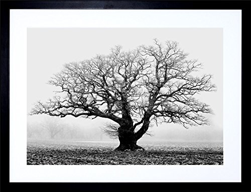 Product Cover Old Oak Tree Black White Mist Fog Photo Framed Art Print Picture & Mount F12X634