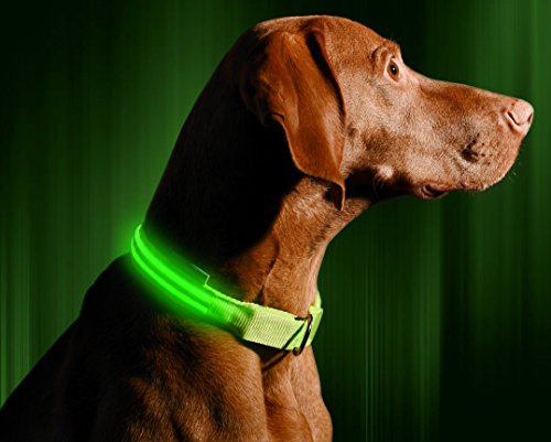 Product Cover Illumiseen LED Dog Collar - USB Rechargeable - Available in 6 Colors & 6 Sizes - Makes Your Dog Visible, Safe & Seen - Green, X-Small (9 13.7/23 35cm)