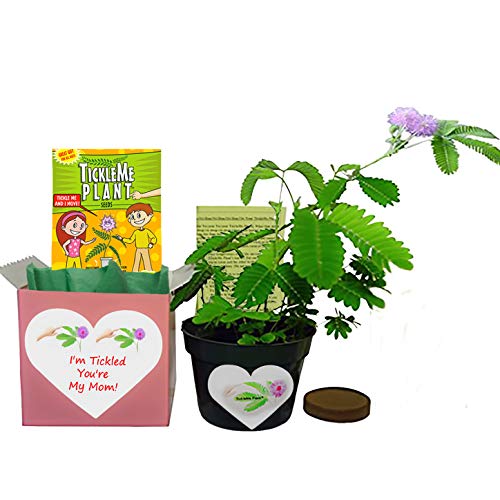 Product Cover TickleMe Plant Mother's Day/Birthday Box Set - to Grow The Plant That Closes Its Leaves When You Tickle It or Blow It a Kiss. It Even Grows Pink Flowers. Grows Indoors Year Round.