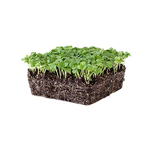 Product Cover Genovese Basil Microgreens Seeds - 5 Lb ~1,280,000‬ Seeds - Non-GMO Bulk Seed for Growing Micro Herbs, Indoor Gardening, Herb Garden, Micro Greens