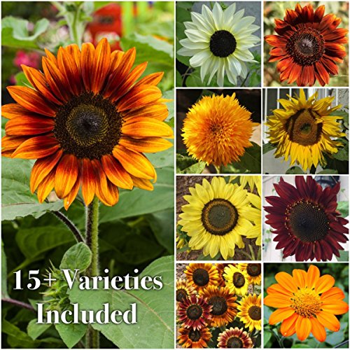 Product Cover Seed Needs Bulk Package of 1,000+ Seeds, Sunflower Crazy Mixture 15+ Varieties (Helianthus annuus) Non-GMO Seeds