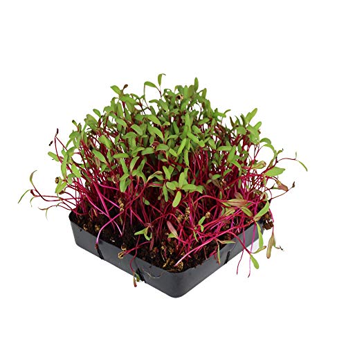 Product Cover Detroit Dark Red Beet Seeds - Non-GMO Bulk Heirloom Seed for Growing Microgreens, Vegetable Gardening, Garden Salad Garnishes, More (5 Lb)