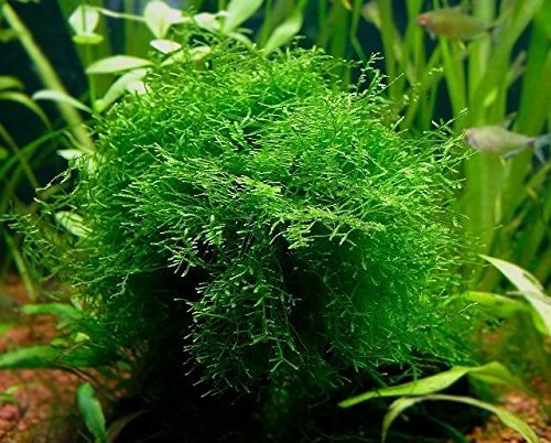 Product Cover Java Moss Portion in 4 Oz Cup - Easy Live Fresh Water Aquarium Plants