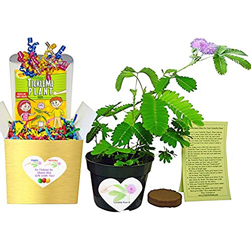 Product Cover TickleMe Plant Birthday Gift Box Set - Great Unique Gift to Grow This Fun House Plant That Closes Its Leaves When You Tickle It or Blow It a Kiss! It Even Flowers. Perfect for Nature Lovers.