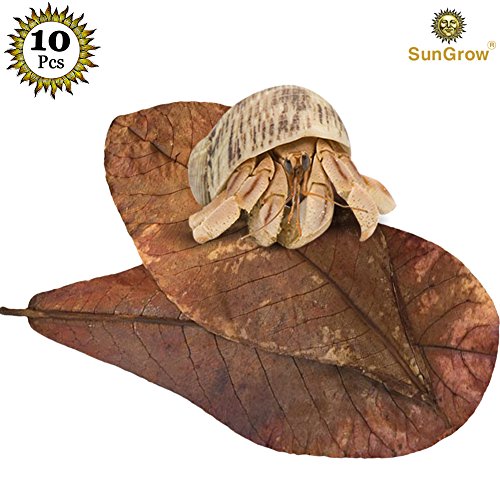 Product Cover SunGrow Hermit Crab Leaves, 7-inches Long, Dried Leaves for Added Humidity, Delicious Crab Treat and Source of Cellulose, 10-Pieces