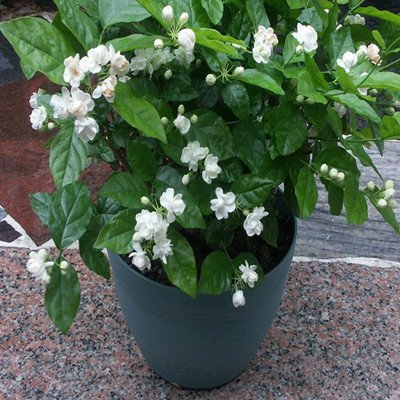 Product Cover Jasmine Plant 25 Seeds Indoor/Outdoor Herbal Plant With Tiny White Flowers