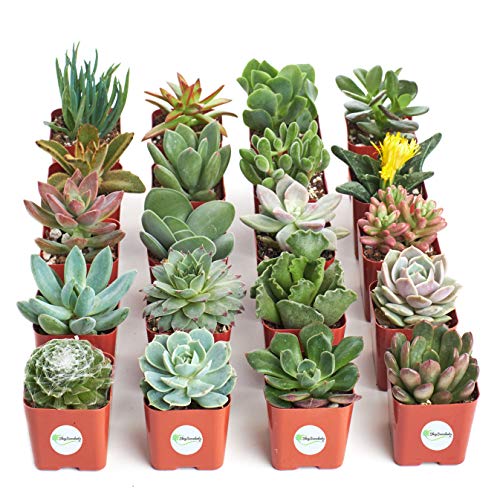 Product Cover Shop Succulents | Unique Collection of Live Plants, Hand Selected Variety Pack of Mini Succulents, Pack of 20