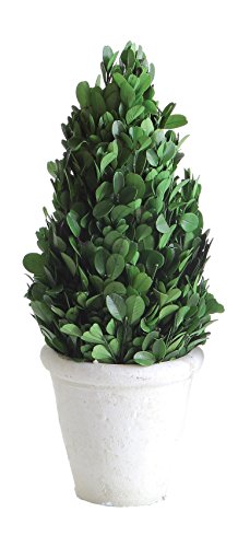 Product Cover Creative Co-op Preserved Boxwood Cone Shaped Topiary in Clay Pot
