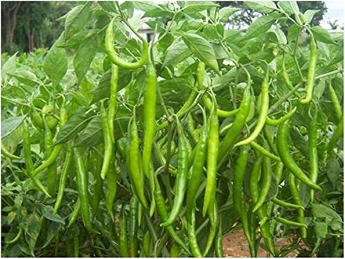 Product Cover Chilli Seeds best for Terrace Top Balcony Poly House Gardening BY PIHUZ STORE® ...