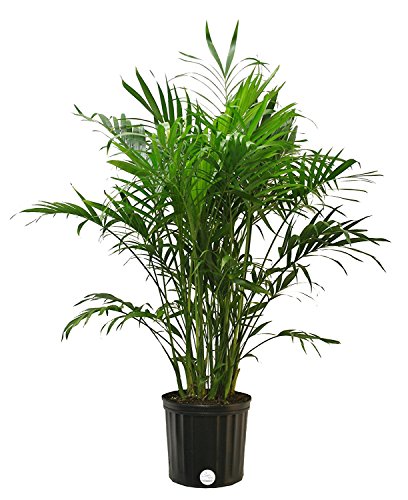Product Cover Costa Farms Cat Palm, Chamaedorea cataractarum, Live Plant, in Grower Pot, 3-Feet Tall