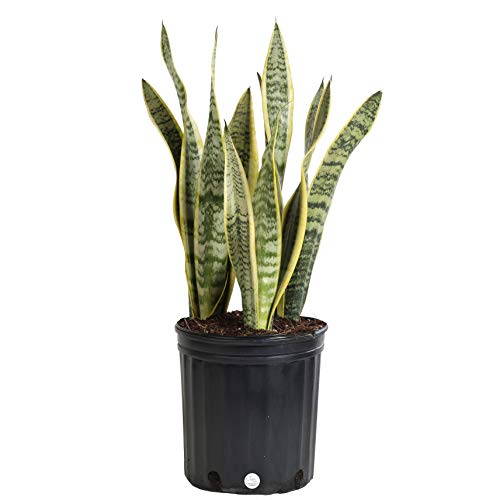 Product Cover Costa Farms Snake Plant, Sansevieria laurentii, Live Indoor Plant, 2 to 3-Feet Tall, Ships in Grow Pot, Fresh From Our Farm, Excellent Gift
