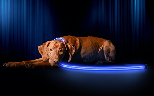 Product Cover Illumiseen LED Dog Leash - USB Rechargeable - Your Dog Will Be More Visible & Safe - 6 Colors (Red, Blue, Green, Pink, Orange & Yellow) - Perfect to Use with Our Matching Collar (6 Feet, Blue)