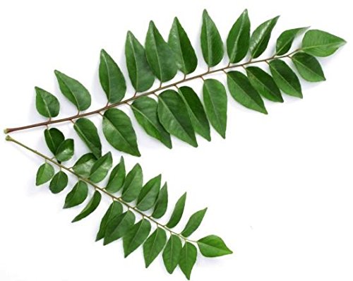 Product Cover Fresh Produce Curry Leaves, 3 Bunches (Total wt: 80 to 100 g)