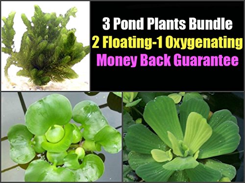Product Cover 3 Pond Plants Bundle - Water Lettuce, Water Hyancinth and Hornwort