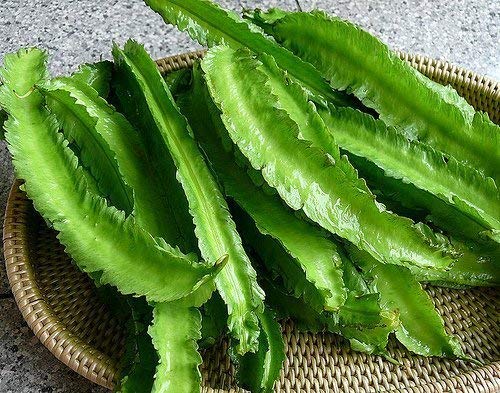 Product Cover Winged Beans -Dau Rong;Tour-Poo (Psophocarpus Tetragonolobus) 50 seeds