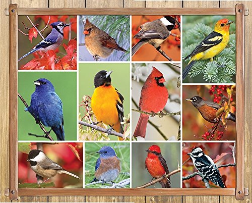 Product Cover Springbok Alzheimer & Dementia Jigsaw Puzzles - Songbirds - 100 Piece Jigsaw Puzzle - Large 23.5 Inches by 18 Inches Puzzle - Made in USA - Extra Large Easy Grip Pieces